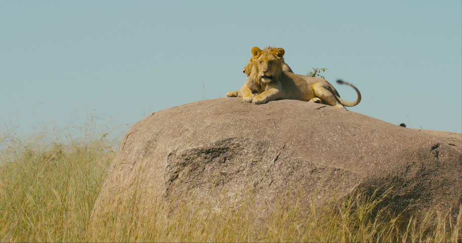 Two lions laying down on a large rock staring off in front of them as the grass blows the wind