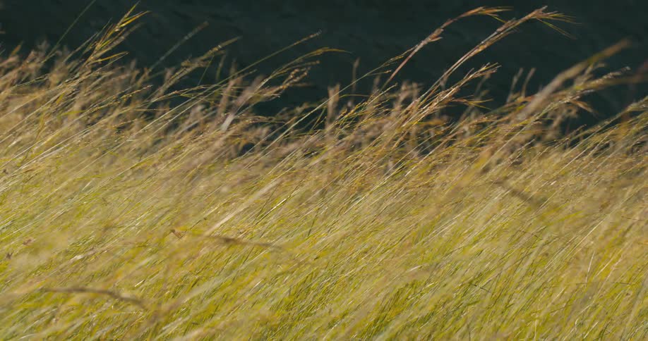 Tall dry grass sways gently as its blown by the wind on a sunny day