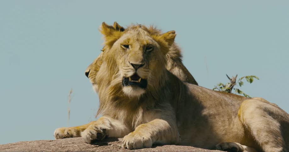 Lions rest together in a field