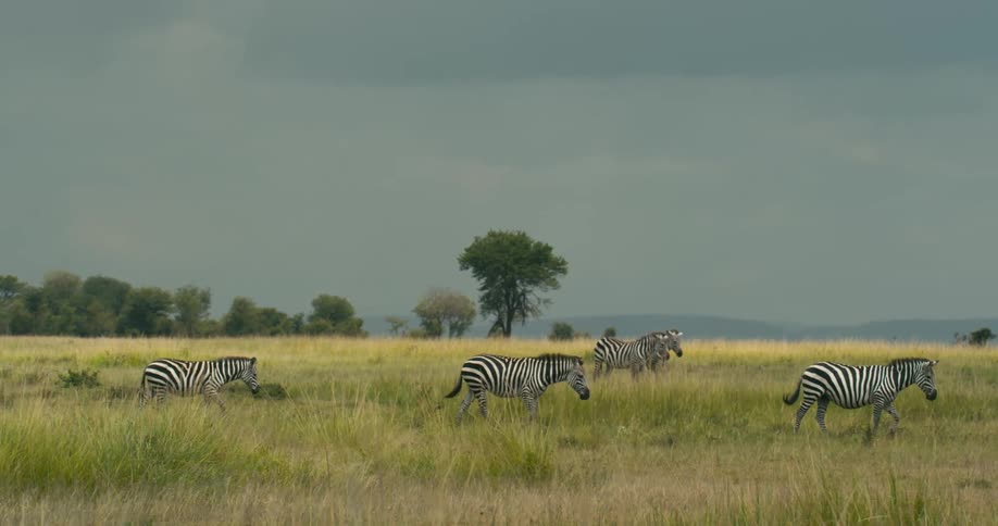 Zebras roaming around on a grassy plain in africa overcast day