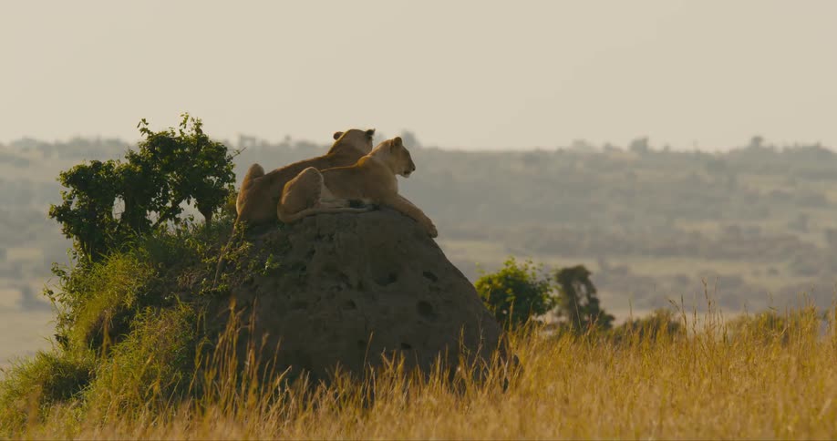 Two lions are lying on a boulder surrounded by plants and vegetation overlooking a field of long dry grass and a valley