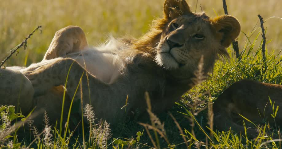 A lioness lying or sleeping on its back awakes and turns to look at the camera with a quizzical expression her movement causes the lion next to her to switch its tail that is we can see of the second lion the hind end tail