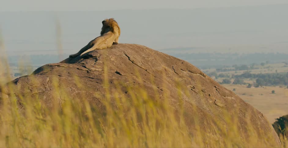 A lion rests on his side on top of a large boulder