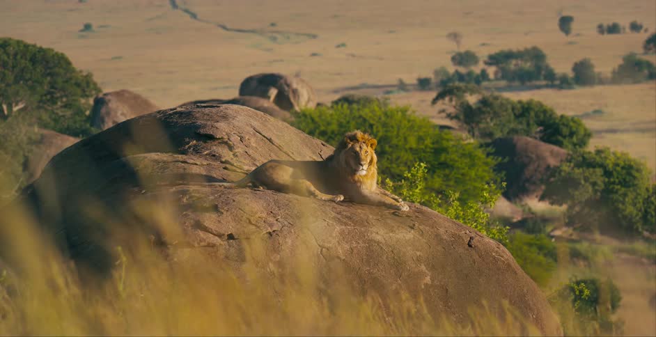 A male lion laying down on a large rock staring around him while the sun shines on him