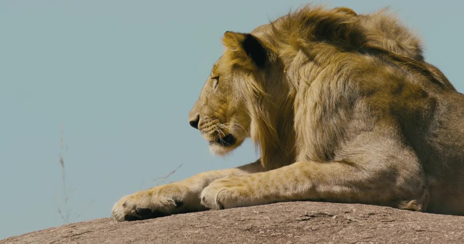 Two large and muscular lions recline atop a large rock on a sunny day