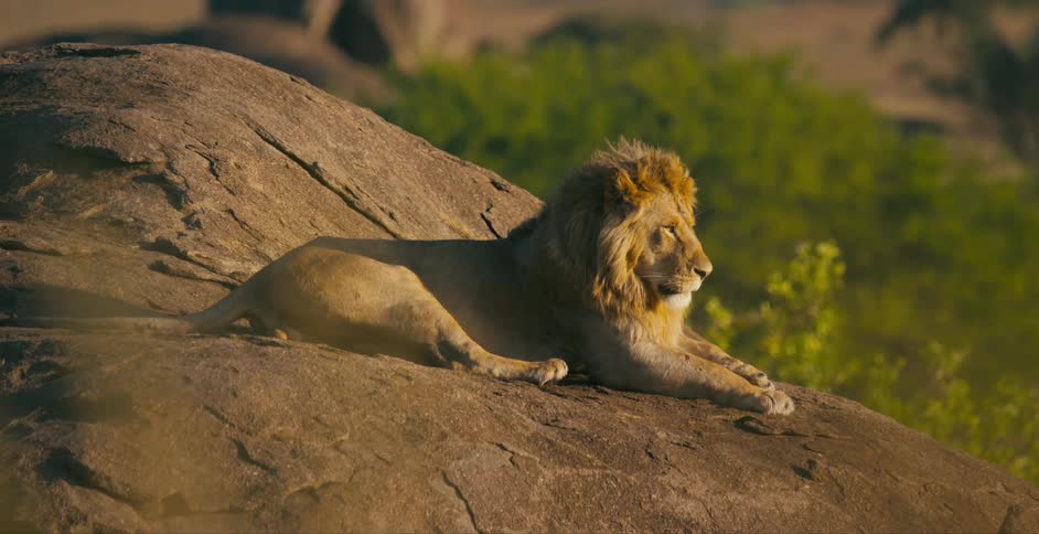 A male lion laying down on a large rock looking off into the sun