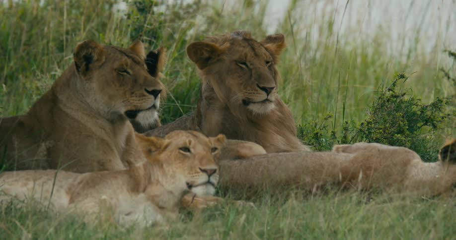 Three lions lie in the grass in a field