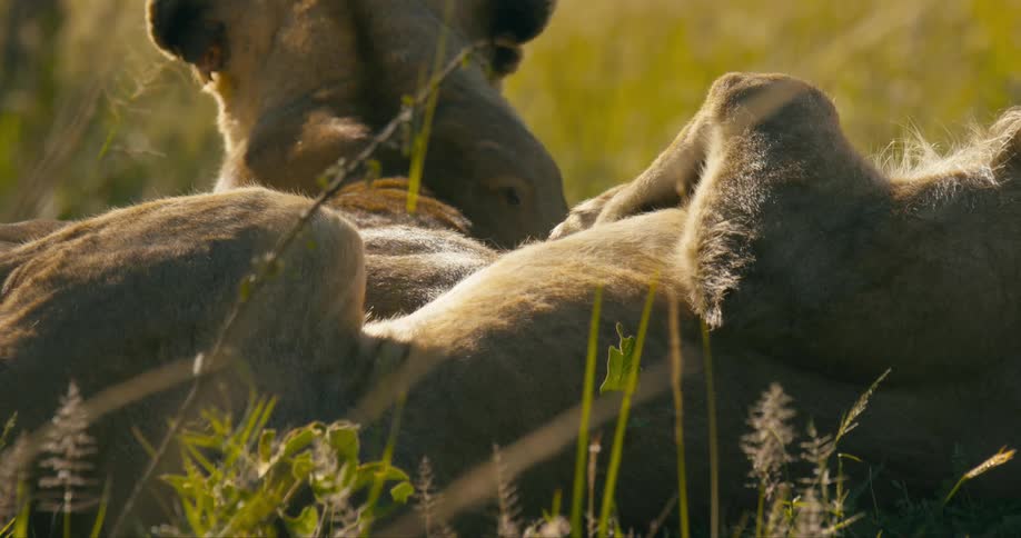A lion sleeps on its back in a field with another lion