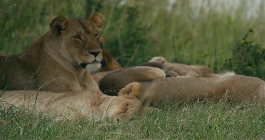 Grass and plants move in the breeze as a group of lions are lying down relaxing and sleeping