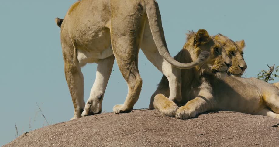 Two lions rest atop a large rock while a third slowly walks past