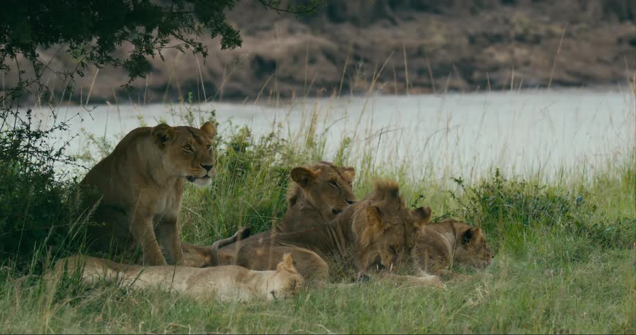 A pride of lions sits under tree near the river