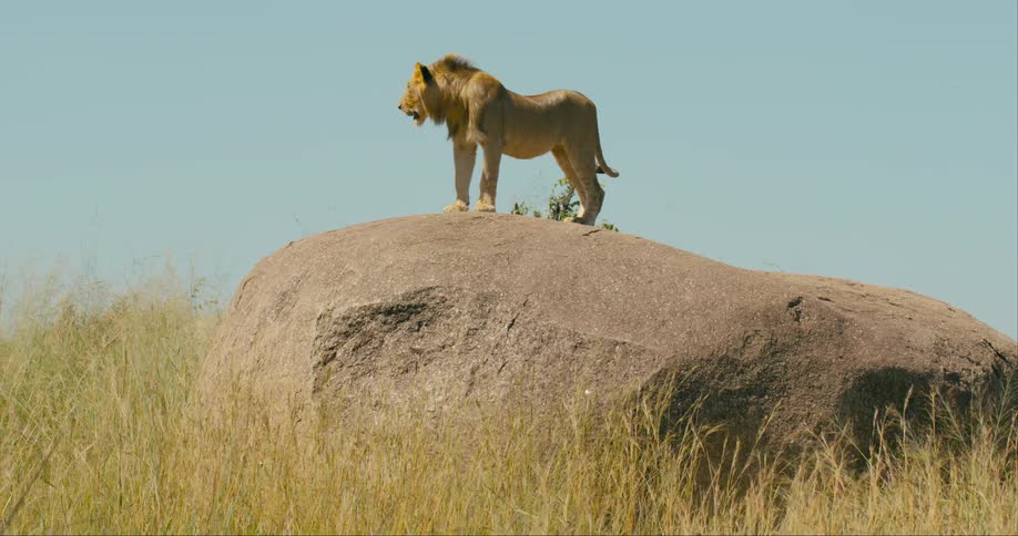 The lion is standing on the large boulder