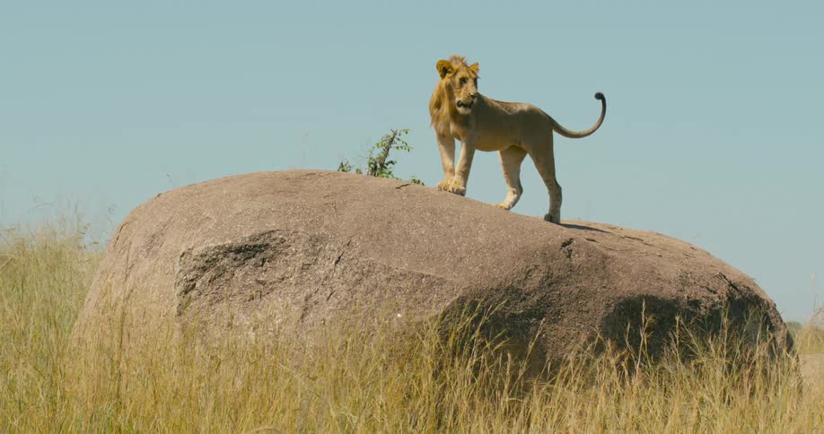 A lion standing on a rounded rock boulder looking around surrounded by tall grass