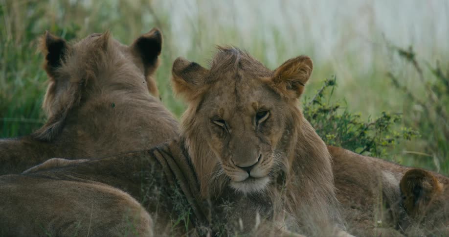 A pride of lions sitting under a tree in the wild