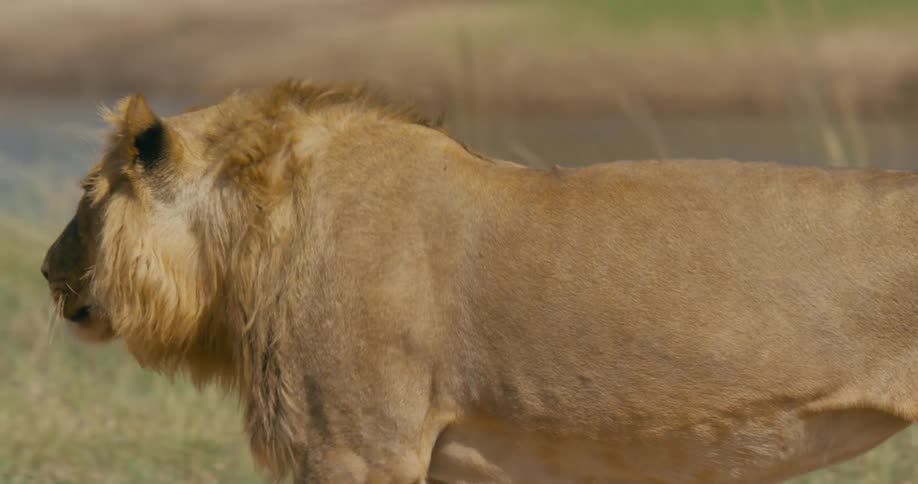 Male lion roaming african savanna daytime closeup