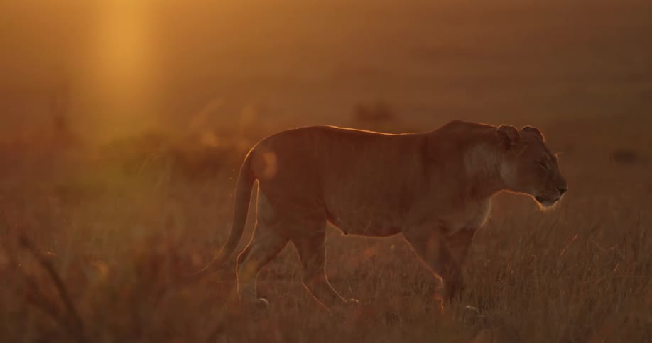 A lioness walking on the grassland savanna at sunset