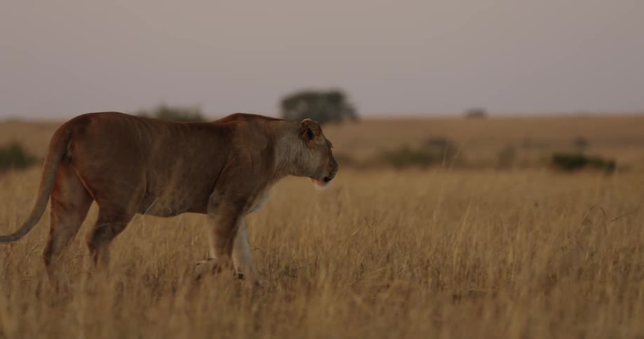 A medium shot drone view of a lion walking across a grassland with trees in the distance