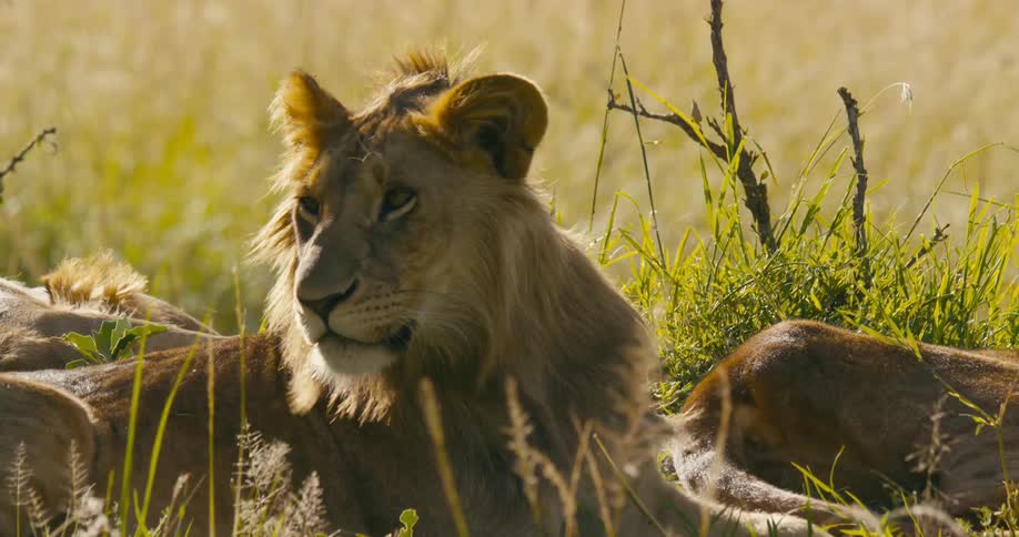 A resting lion perks up and then shakes its head before settling back down
