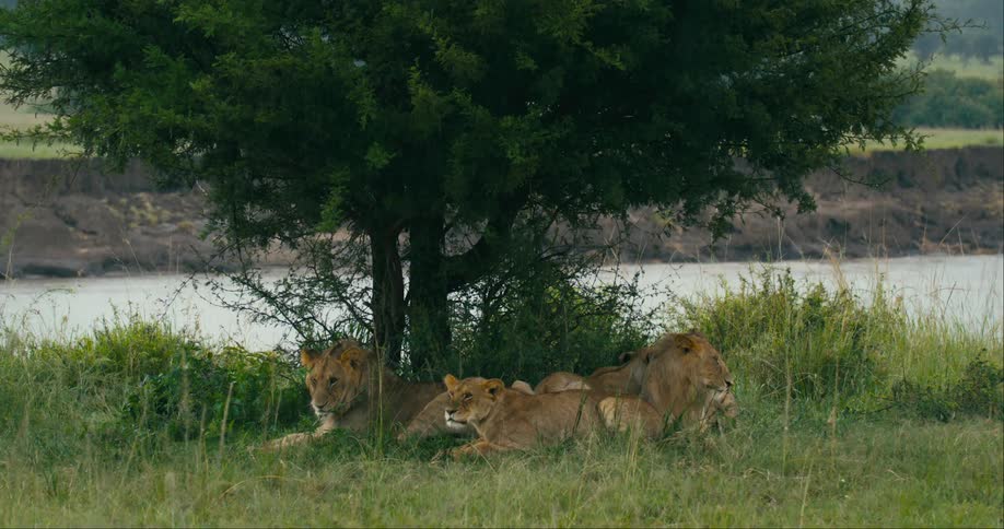 A pride of lions lies under tree while raining near the river