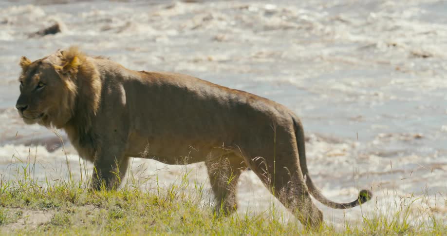 A lion is sitting near the water and walking along the river bank as water splashes and rolls over rocks