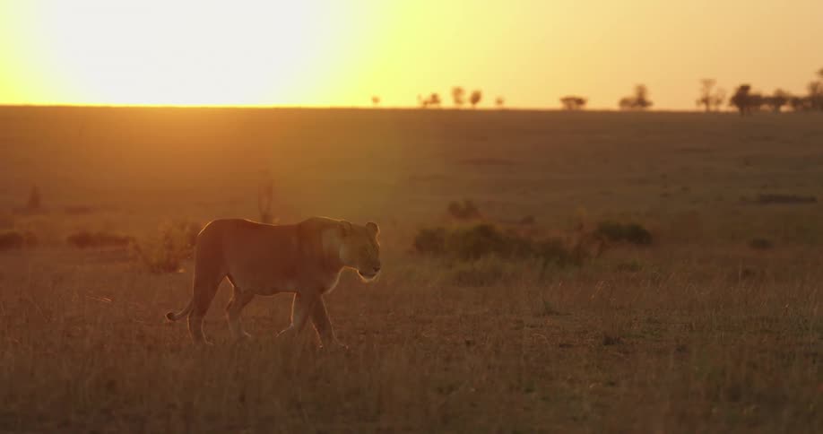 A lion walking slowly across grassland prairies as the sun sets on the horizon