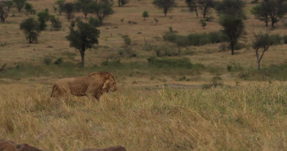 A male lion walking slowly across a grassland above a valley with trees