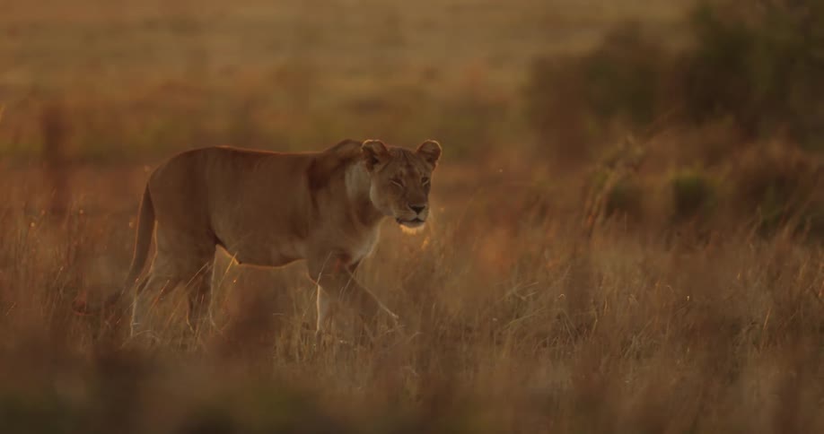 The glow of the setting sun shines upon grass and vegetation as a lion walks across a field