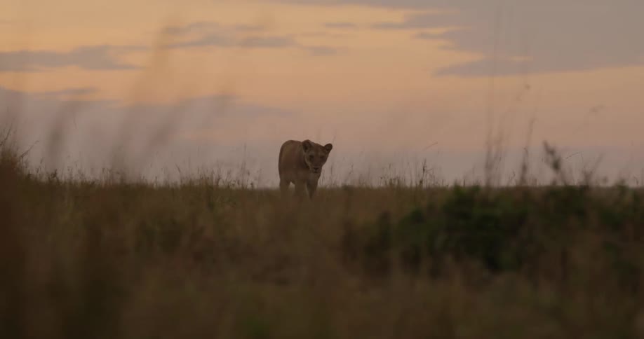 A female lion strolls across a grassy plain looking around