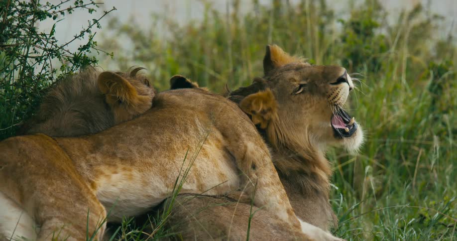 Lioness and cubs lies under tree in the field