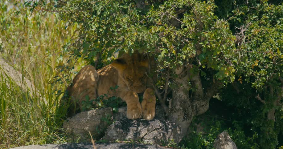 A lion is crouched on a rock in the shade of some vegetation on a sunny day