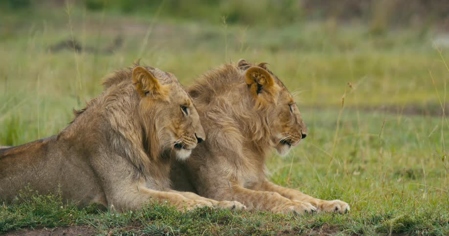 Young lions sitting on green grass in the wild