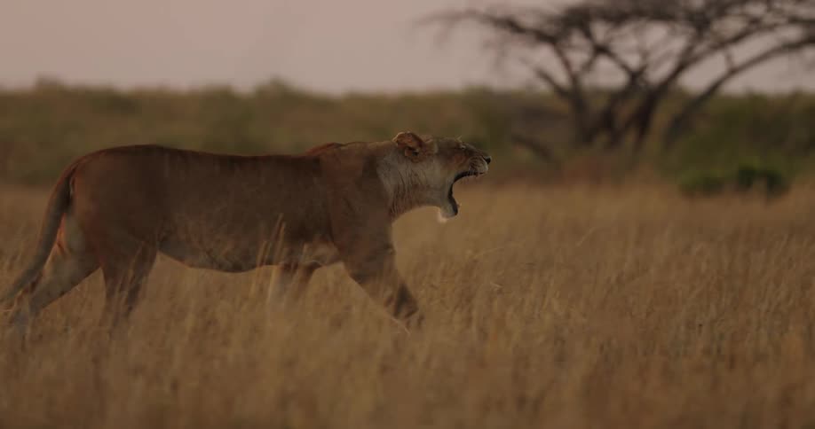 A lion walking slowly across a grass land while yawning and licking its lips