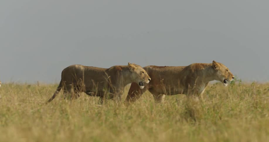 Two lions are waking across a field as another lion runs past them