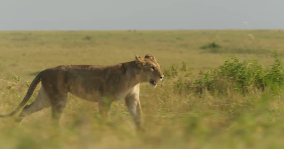 A lion jogging through a grass prairie land while looking around with a wide open field behind the lion