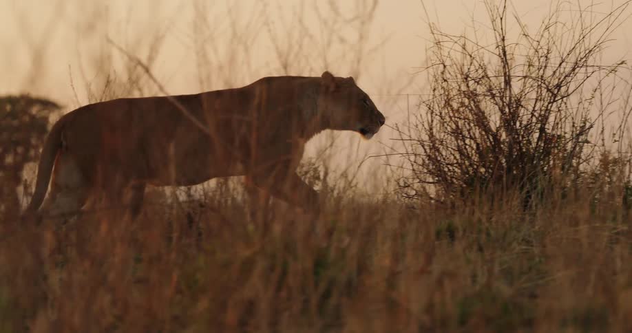A lion is walking across a field among plants and vegetation
