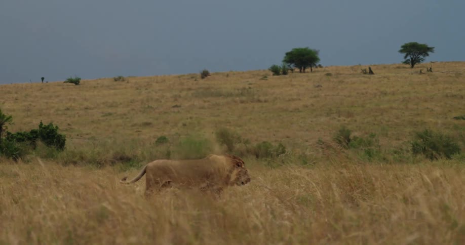 A lion moves its tail as it walks through tall dry grass and plants along a hillside