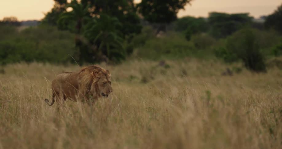 Lion walking along on the grassy plain savanna close to sunset very windy
