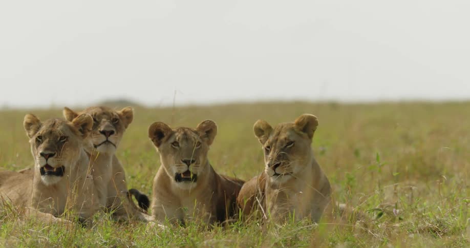A slow drone view of four lions laying in the grass panting in the hot sun