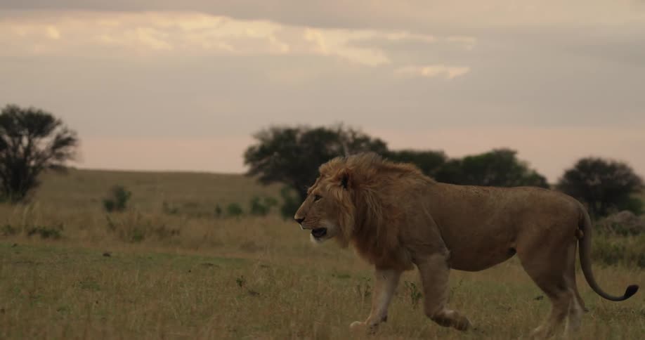 A big lion in a lonely dry grassland with a clear cloud in the sky