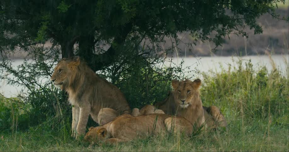 Lions laying down and sitting underneath a tree in the grass as it rains near a lake behind them