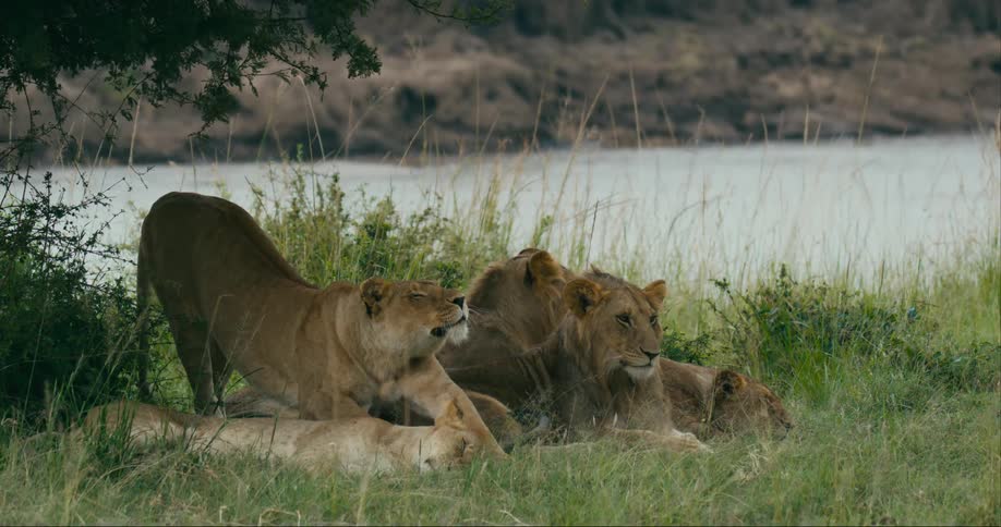 Lions lie on a riverbank and one lion gets up and takes a few steps forward then stretches and walks away