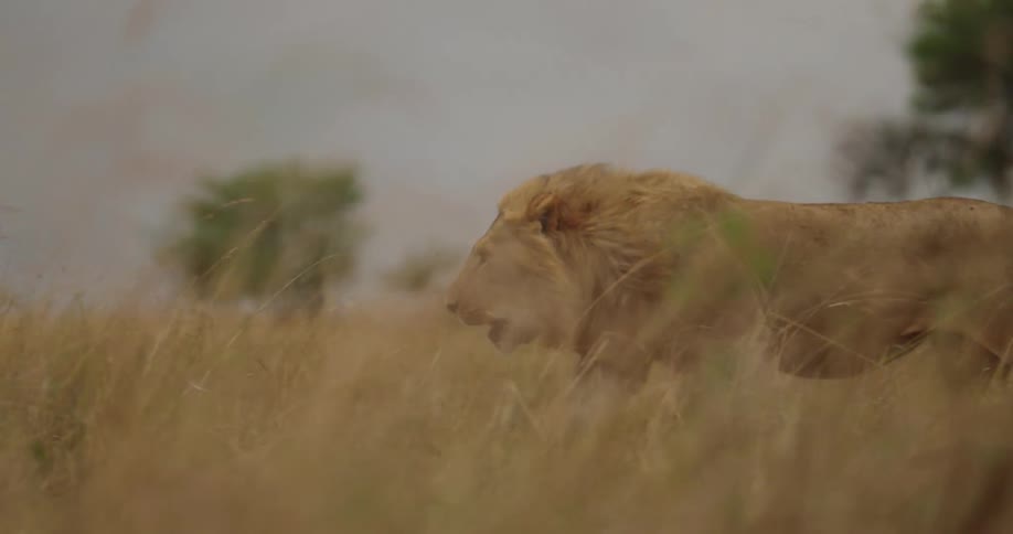 A male lion walking slowly across a grassland near trees