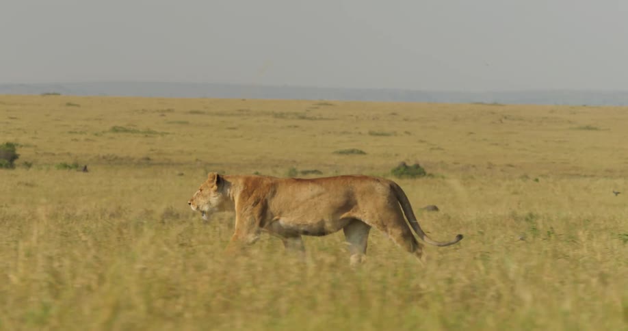 A lion trotting through a grassland near a single tree with a wide open landscape behind it