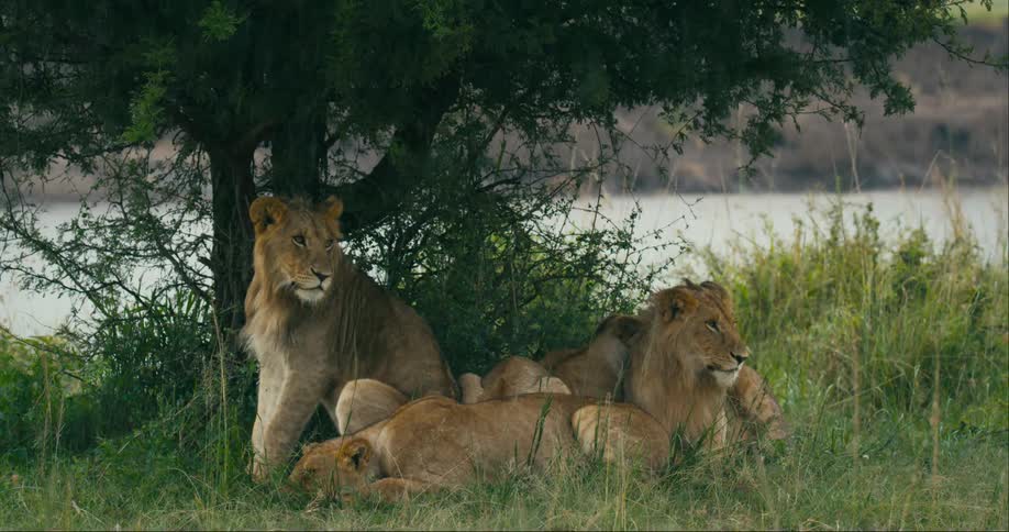 A group of lions rests under a shade tree on a rivers edge while it rains