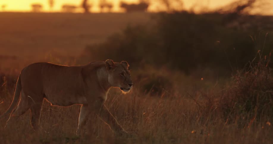 Lioness walks in the field at sunset