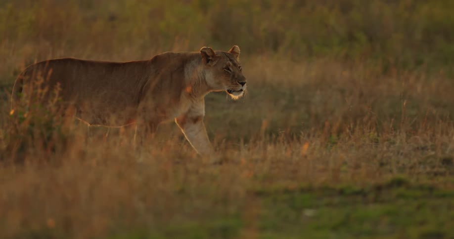 A lioness walks on the savanna grasslands at evening