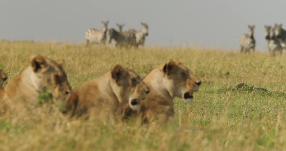 Three lions rest lying down on a grassy plain while watched by six zebras