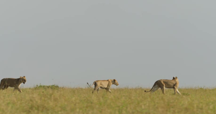 A small group of lions trotting across a grassland as they look back at each other and keep walking forward