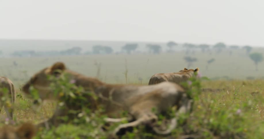 Two lions walking in a grass field while other lions lay down near them