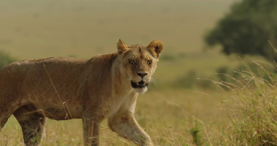 The sun shines upon a lion as it walks across a field of dry grass and there are trees in the distance